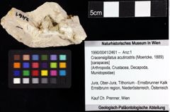 Foto (Objket + Etiketten) von Cracensigillatus acutirostris (Moericke, 1889) 